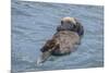 USA, California, Morro Bay State Park. Sea Otter mother resting on water.-Jaynes Gallery-Mounted Premium Photographic Print