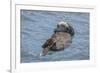 USA, California, Morro Bay State Park. Sea Otter mother resting on water.-Jaynes Gallery-Framed Photographic Print