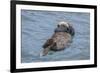 USA, California, Morro Bay State Park. Sea Otter mother resting on water.-Jaynes Gallery-Framed Photographic Print