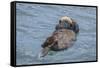 USA, California, Morro Bay State Park. Sea Otter mother resting on water.-Jaynes Gallery-Framed Stretched Canvas