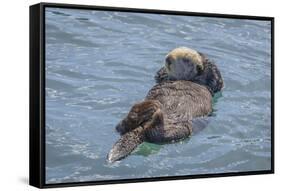USA, California, Morro Bay State Park. Sea Otter mother resting on water.-Jaynes Gallery-Framed Stretched Canvas