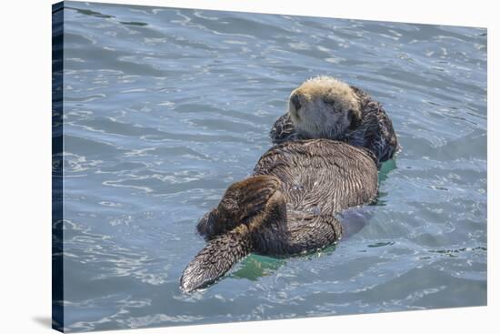 USA, California, Morro Bay State Park. Sea Otter mother resting on water.-Jaynes Gallery-Stretched Canvas