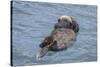 USA, California, Morro Bay State Park. Sea Otter mother resting on water.-Jaynes Gallery-Stretched Canvas