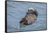 USA, California, Morro Bay State Park. Sea Otter mother resting on water.-Jaynes Gallery-Framed Stretched Canvas