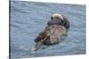 USA, California, Morro Bay State Park. Sea Otter mother resting on water.-Jaynes Gallery-Stretched Canvas