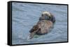 USA, California, Morro Bay State Park. Sea Otter mother resting on water.-Jaynes Gallery-Framed Stretched Canvas