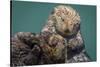 USA, California, Morro Bay State Park. Sea Otter mother with pup.-Jaynes Gallery-Stretched Canvas