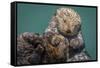 USA, California, Morro Bay State Park. Sea Otter mother with pup.-Jaynes Gallery-Framed Stretched Canvas