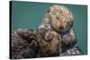 USA, California, Morro Bay State Park. Sea Otter mother with pup.-Jaynes Gallery-Stretched Canvas