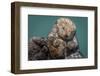 USA, California, Morro Bay State Park. Sea Otter mother with pup.-Jaynes Gallery-Framed Photographic Print