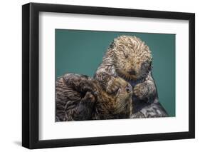 USA, California, Morro Bay State Park. Sea Otter mother with pup.-Jaynes Gallery-Framed Photographic Print