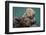 USA, California, Morro Bay State Park. Sea Otter mother with pup.-Jaynes Gallery-Framed Photographic Print