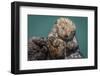 USA, California, Morro Bay State Park. Sea Otter mother with pup.-Jaynes Gallery-Framed Photographic Print