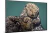 USA, California, Morro Bay State Park. Sea Otter mother with pup.-Jaynes Gallery-Mounted Photographic Print