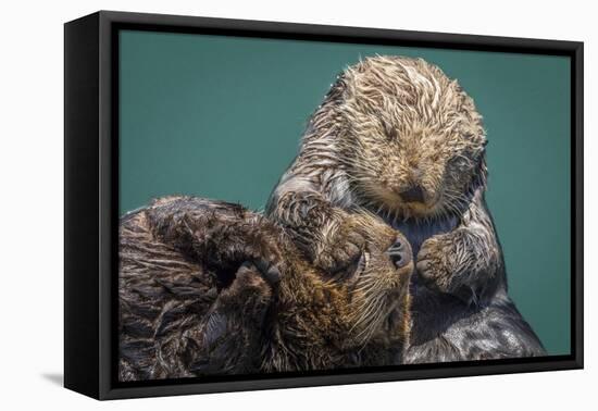 USA, California, Morro Bay State Park. Sea Otter mother with pup.-Jaynes Gallery-Framed Stretched Canvas