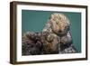 USA, California, Morro Bay State Park. Sea Otter mother with pup.-Jaynes Gallery-Framed Photographic Print