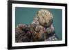 USA, California, Morro Bay State Park. Sea Otter mother with pup.-Jaynes Gallery-Framed Photographic Print