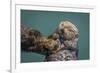 USA, California, Morro Bay State Park. Sea Otter mother with pup.-Jaynes Gallery-Framed Premium Photographic Print