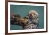 USA, California, Morro Bay State Park. Sea Otter mother with pup.-Jaynes Gallery-Framed Premium Photographic Print