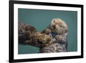 USA, California, Morro Bay State Park. Sea Otter mother with pup.-Jaynes Gallery-Framed Premium Photographic Print