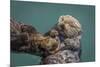 USA, California, Morro Bay State Park. Sea Otter mother with pup.-Jaynes Gallery-Mounted Premium Photographic Print