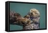 USA, California, Morro Bay State Park. Sea Otter mother with pup.-Jaynes Gallery-Framed Stretched Canvas