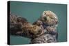 USA, California, Morro Bay State Park. Sea Otter mother with pup.-Jaynes Gallery-Stretched Canvas