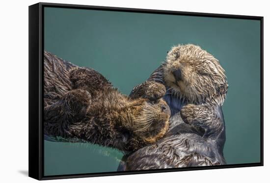 USA, California, Morro Bay State Park. Sea Otter mother with pup.-Jaynes Gallery-Framed Stretched Canvas