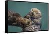 USA, California, Morro Bay State Park. Sea Otter mother with pup.-Jaynes Gallery-Framed Stretched Canvas