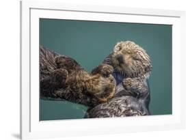 USA, California, Morro Bay State Park. Sea Otter mother with pup.-Jaynes Gallery-Framed Photographic Print