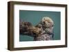 USA, California, Morro Bay State Park. Sea Otter mother with pup.-Jaynes Gallery-Framed Photographic Print