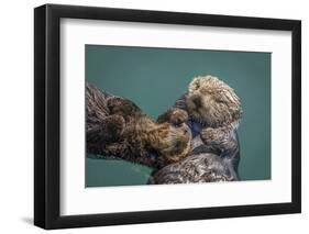 USA, California, Morro Bay State Park. Sea Otter mother with pup.-Jaynes Gallery-Framed Photographic Print