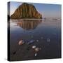 USA, California. Morro Rock above a sand beach with shells.-Anna Miller-Stretched Canvas