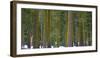 USA, California. Moss covered tree trunks in the Sierras.-Anna Miller-Framed Photographic Print