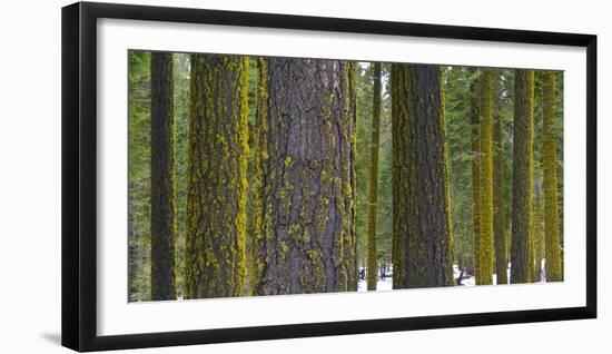 USA, California. Moss covered tree trunks in the Sierras.-Anna Miller-Framed Photographic Print