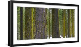 USA, California. Moss covered tree trunks in the Sierras.-Anna Miller-Framed Photographic Print