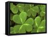 USA, California, Muir Woods. Close Up of Clover-Jaynes Gallery-Framed Stretched Canvas
