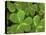 USA, California, Muir Woods. Close Up of Clover-Jaynes Gallery-Stretched Canvas