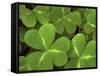 USA, California, Muir Woods. Close Up of Clover-Jaynes Gallery-Framed Stretched Canvas