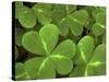 USA, California, Muir Woods. Close Up of Clover-Jaynes Gallery-Stretched Canvas