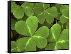 USA, California, Muir Woods. Close Up of Clover-Jaynes Gallery-Framed Stretched Canvas