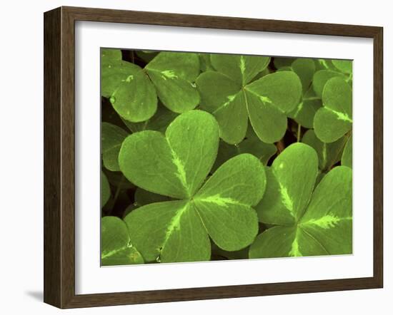 USA, California, Muir Woods. Close Up of Clover-Jaynes Gallery-Framed Premium Photographic Print