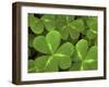 USA, California, Muir Woods. Close Up of Clover-Jaynes Gallery-Framed Premium Photographic Print