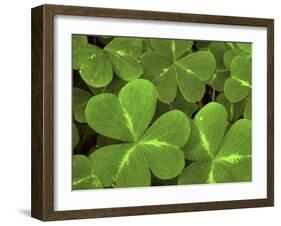 USA, California, Muir Woods. Close Up of Clover-Jaynes Gallery-Framed Premium Photographic Print