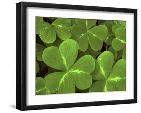 USA, California, Muir Woods. Close Up of Clover-Jaynes Gallery-Framed Premium Photographic Print