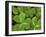 USA, California, Muir Woods. Close Up of Clover-Jaynes Gallery-Framed Premium Photographic Print