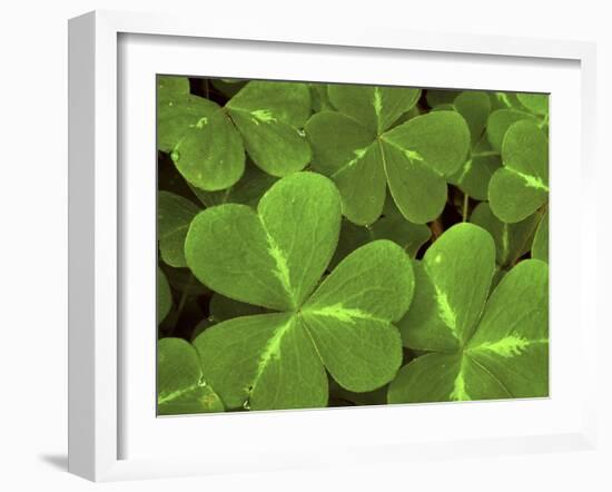 USA, California, Muir Woods. Close Up of Clover-Jaynes Gallery-Framed Premium Photographic Print