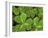 USA, California, Muir Woods. Close Up of Clover-Jaynes Gallery-Framed Premium Photographic Print