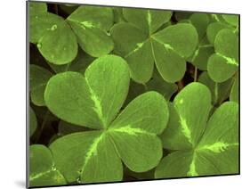 USA, California, Muir Woods. Close Up of Clover-Jaynes Gallery-Mounted Premium Photographic Print