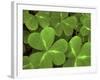 USA, California, Muir Woods. Close Up of Clover-Jaynes Gallery-Framed Photographic Print